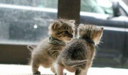 收养猫的博主被爆料视频