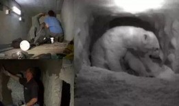 云歌爆料北极熊视频,震撼北极熊生活瞬间