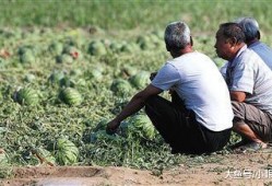 瓜田在线观看,揭秘网络直播的奇妙世界