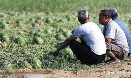 瓜田在线观看,揭秘网络直播的奇妙世界