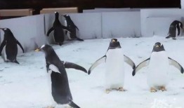 网红爆料企鹅事件视频大全,企鹅事件视频大全，真相大起底！