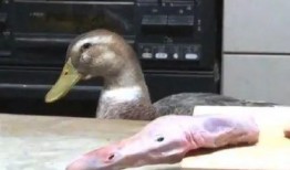 娱乐吃瓜酱冲鸭,揭秘娱乐圈那些鲜为人知的幕后故事