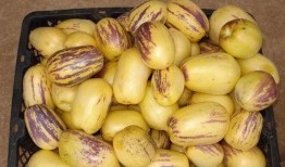 吃瓜网红叫什么名字好听,揭秘那些好听又独特的吃瓜网红名字