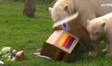 云歌爆料北极熊视频,震撼北极熊生活瞬间