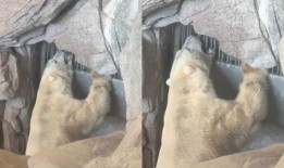 云歌爆料北极熊视频,震撼北极熊生活瞬间