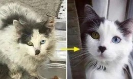 收养猫的博主被爆料视频