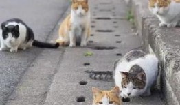 娱乐吃瓜酱流浪猫,吃瓜酱的趣味生活记