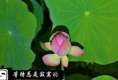 金粉世家在线观看优酷6,重温民国风华传奇！