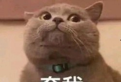 网红吃瓜表情包,趣味横生的网络文化现象